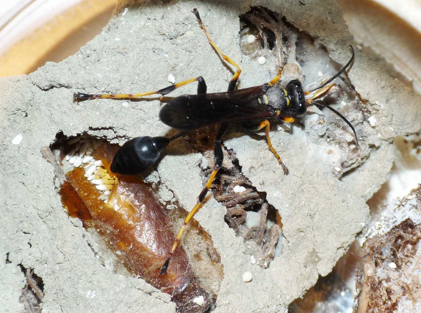 Sceliphron caementarium, spirifex e curvatum